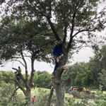 Arborist Cutting Tree