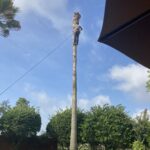 Arborist Cutting a Coconut Tree