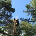 Arborist Cutting Tree